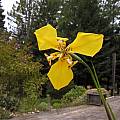 Hesperoxiphion peruvianum (yellow), Bob Rutemoeller