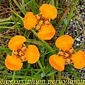 Hesperoxiphion peruvianum (orange), Bill Dijk