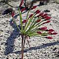 Hessea cinnamomea, Marian Oliver, iNaturalist, CC BY-NC