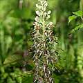 Himantoglossum hircinum flower spike, Martin Bohnet