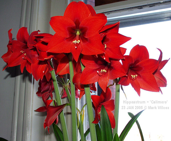 Hippeastrum Hybrids Two | Pacific Bulb Society