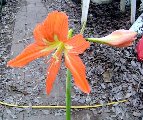 Цветок похож на лилию на толстом стебле. Hippeastrum puniceum. Гиппеаструм Альберти. Гиппеаструм оранжевый. Гиппеаструм Эвергрин.