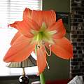 Long lived Hippeastrum, Ann Patterson