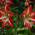 Hippeastrum 'Baby Star', Jay Yourch
