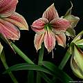 Hippeastrum 'Exotic Star', Joshua Young