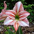 Hippeastrum 'Fairy Tale', Jay Yourch