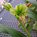 Hippeastrum calyptratum, Johannes-Ulrich Urban Hippeastrum calyptratum, Johannes-Ulrich Urban
