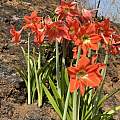 Hippeastrum puniceum, Richard Sullivan