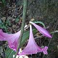 Hippeastrum reticulatum var. striatifolium, Lucas Garcia