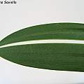Hippeastrum reticulatum var. striatifolium, Mariano Saviello