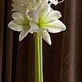 Hippeastrum unknown commercial bulb, 13th April 2014, David Pilling