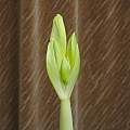 Hippeastrum unknown commercial bulb, 13th February 2014, David Pilling