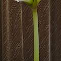 Hippeastrum unknown commercial bulb, 20th February 2014, David Pilling