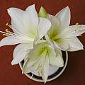 Hippeastrum unknown commercial bulb, 20th February 2014, David Pilling