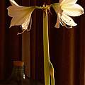 Hippeastrum unknown commercial bulb, 7th March 2014, David Pilling
