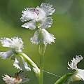 Huttonaea fimbriata, Felix Riegel, iNaturalist, CC BY-NC