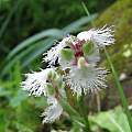 Huttonaea grandiflora, Cameron McMaster