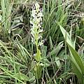 Huttonaea woodii, Mary Cole, iNaturalist, CC BY-NC