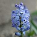 Hyacinthella dalmatica 'Grandiflora', 18th April 2014, Rimmer de Vries