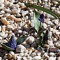 Hyacinthella glabrescens, John Lonsdale