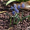 Hyacinthella millingenii, John Lonsdale