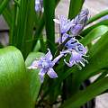 Hyacinthoides cedretorum, Mary Sue Ittner