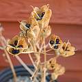 Hyacinthoides cedretorum seeds, Mary Sue Ittner