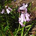 Hyacinthoides hispanica, Mary Sue Ittner