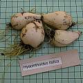 Hyacinthoides italica bulbs, Mary Sue Ittner