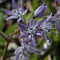 Hyacinthoides italica, flowers, Mary Sue Ittner