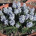 Hyacinthoides lingulata, Jane McGary [Shift+click to enlarge, Click to go to wiki entry]