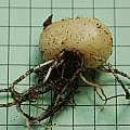 Hyacinthoides lingulata bulb, Mary Sue Ittner