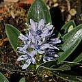 Hyacinthoides lingulata, Mary Sue Ittner