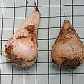 Hyacinthoides reverchonii bulbs, Mary Sue Ittner