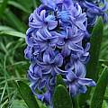 Hyacinthus orientalis 'Delft Blue', Janos Agoston