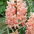Hyacinthus orientalis 'Gipsy Queen', Janos Agoston