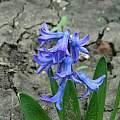 Hyacinthus orientalis 'Ostara', Janos Agoston