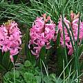 Hyacinthus orientalis 'Pink Perfection', Janos Agoston