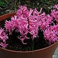 Hyacinthus orientalis 'Multiflora Pink', Janos Agoston