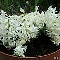 Hyacinthus orientalis 'Multiflora White', Janos Agoston
