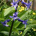 Hyacinthus orientalis, Jim McKenney