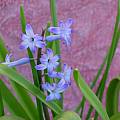 Hyacinthus orientalis, Cynthia Mueller