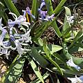 Hyacinthus orientalis ssp. chionophilus, Rimmer de Vries
