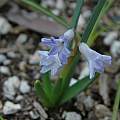 Hyacinthus orientalis ssp. chionophilus, Mary Sue Ittner