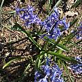 Hyacinthus orientalis ssp. orientalis, Rimmer de Vries