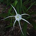 Closeup of Hymenocallis 'Sister of Tropical Giant', Jay Yourch