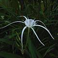 Profile of Hymenocallis 'Sister of Tropical Giant', Jay Yourch