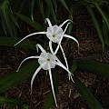 Hymenocallis 'Sister of Tropical Giant' umbel, Jay Yourch
