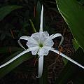 Closeup of Hymenocallis 'Tropical Giant', Jay Yourch