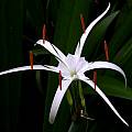 Closeup of Hymenocallis 'Tropical Giant', Jay Yourch
